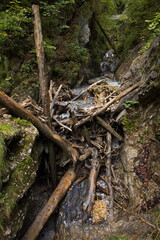 Obraz premium Driftwood in Wolfsklamm at Stans, Austria, Europe 