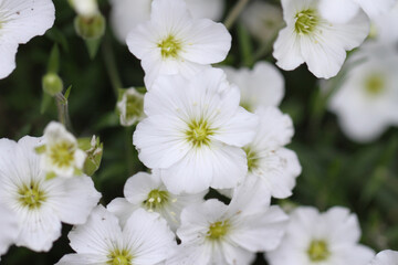 アレナリア, 花