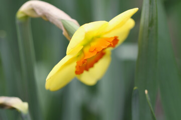 シバザクラ, 花
