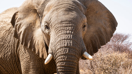 Elephants in Namibia, Southern Africa