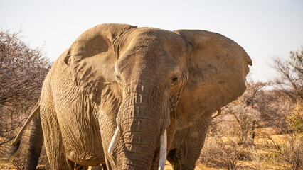 Elephants in Namibia, Southern Africa