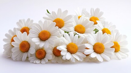 Obraz premium A bunch of white daisies on a white background