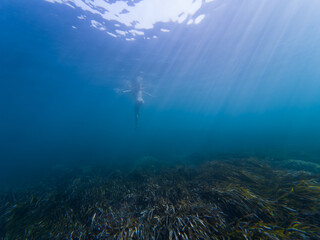 Underwater photography, a young girl swims in the Mediterranean sea in Monaco.