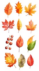 Set of autumn leaves clip art, vector illustration, white background, flat color, hand-drawn style, autumn colors