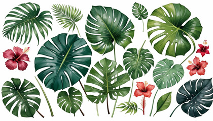 Fototapeta premium tropical realistic watercolor illustration palm green set foliage monstera botanical painted hand olated plants tropical white neanta leaves hibiscus flowers palm plant summer nature leaf tropical