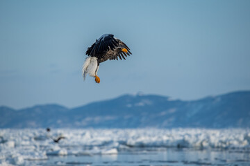 Great sea eagle in snowy environment in Japan