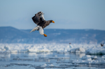 Great sea eagle in snowy environment in Japan