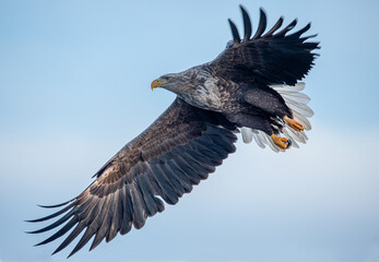 White-tailed Eagle in a snowy environment in Japan