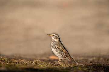 First winter male Dusky Thrush (Turdus eunomus)