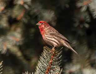 A male house finch (carpodacus mexicanus) perched on a pine tree.