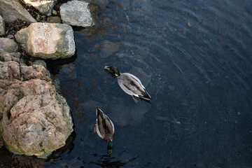 deux canards nagent
