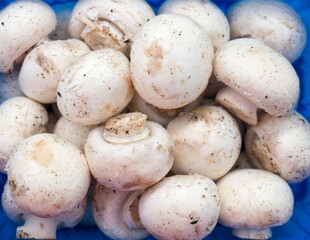 Champignons in a blue plastic container.