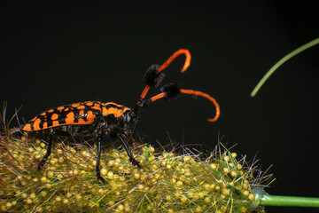 Macro shot of Scarab Beetle, orange black beetle, long-horned beetle, Aristobia approximator, beetle on plant
