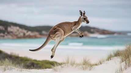 Naklejka premium A kangaroo leaps through the air on the sandy shores of Lucky Bay, a picturesque beach nestled within the breathtaking Cape Le Grand National Park in Western Australia. The iconic kangaroo