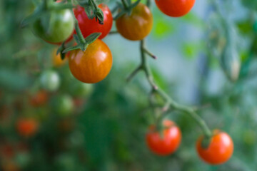 Blurred background from ripening tomatoes on branches in the glasshouse for publication, design, poster, calendar, post, screensaver, wallpaper, card, banner, cover, website. High quality photo