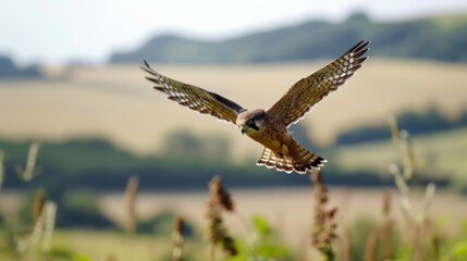 Naklejka premium A Kestrel in Flight