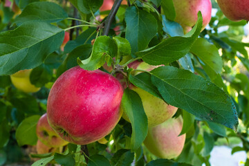 Red apples close-up on a branch in the sunlight on foliage background. Apple tree branch with light red apples. Fruit ripening, plant growth, vitamin healthy food