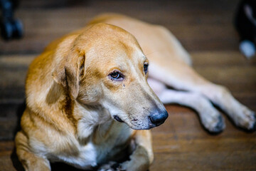 Brown dog resting in the wooden floor.