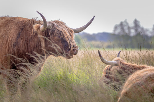 Scottish Highlanders in tall grass