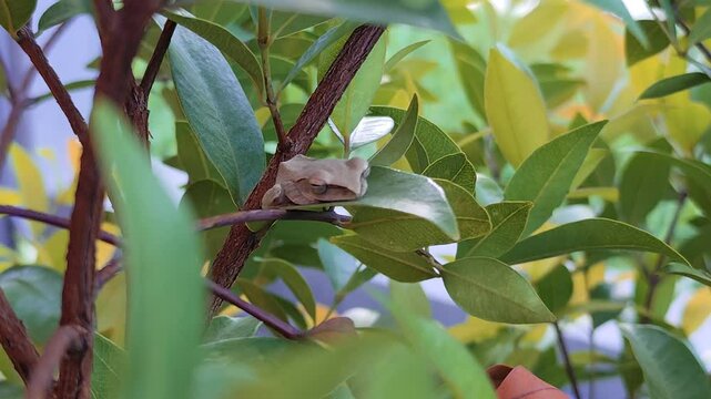 Sleeping frog