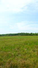 Fototapeta premium photography of expanse of grass with clear sky