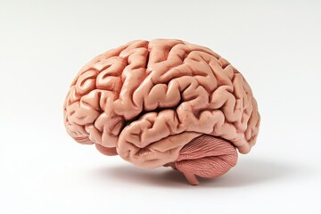 Brain aging on solid white background, single object