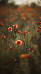 Obraz premium photo of a field of poppies, Lensbaby art lens