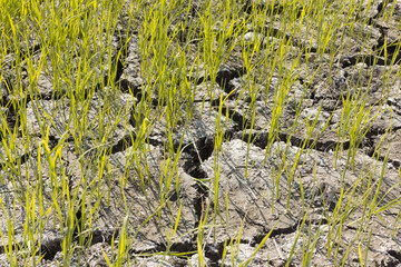 Climate change, Dry soil