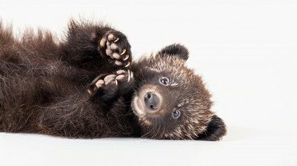 Fototapeta premium Adorable Baby Raccoon Lying on its Back