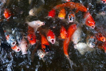 Koi or Carp Fishes waiting for feeding food on top view in nature background.
