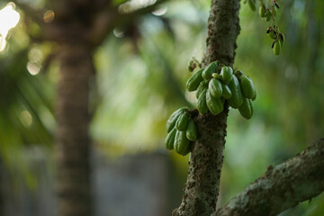 Starfruit, an exotic fruit with a unique shape resembling a star. The flesh is crunchy, with a...