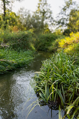 Naklejka premium Serene stream flowing through lush green vegetation in a forest.