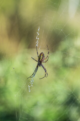 spider on web in nature