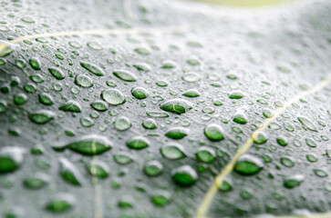 Side view of rain droplets on green leaf with customizable space for text