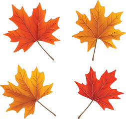 Maple Leaf vector on transparent background for autumn fall designs and decor