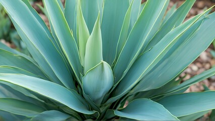 Fototapeta premium Stunning Close-Up of Green Agave Plant Perfect Symmetry in Nature