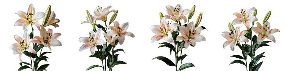 set of Lily Stylized in Modern Aesthetics, Lily Designs, Lily Modern Aesthetics, Lily Aesthetic Layout, Lily Clear Layout, Lily Modern Style, on a transparent backgrounds