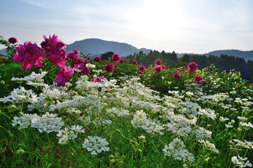 山古志　薬師の陵（新潟県）