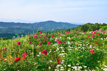 山古志　薬師の陵（新潟県）