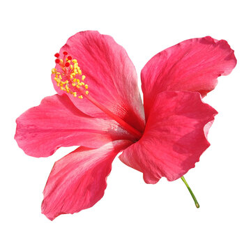 Fototapeta red hibiscus flower image