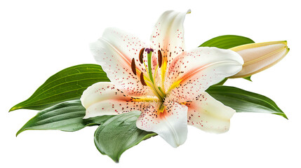 Obraz premium Lily flower with Leaves isolated on transparent background, png