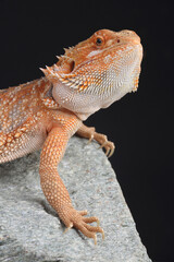 A Central Bearded Dragon on a rock
