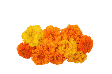 Marigold flowers Isolated on a white background. Composition for the Day of the Dead and Indian holidays, copy space, Flat lay