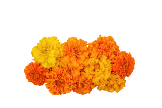 Marigold flowers Isolated on a white background. Composition for the Day of the Dead and Indian holidays, copy space, Flat lay