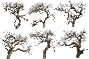 Four different views of a bare tree, ideal for use in editorial or design contexts