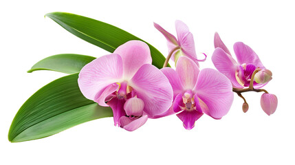 Orchid flower with Leaves isolated on transparent background, png