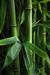 Obraz premium Close up of a bamboo plant with green leaves, suitable for botanical or nature-themed designs