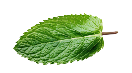 Peppermint leaf isolated on transparent background, png