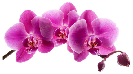 Phalaenopsis orchid flower isolated on transparent background, png