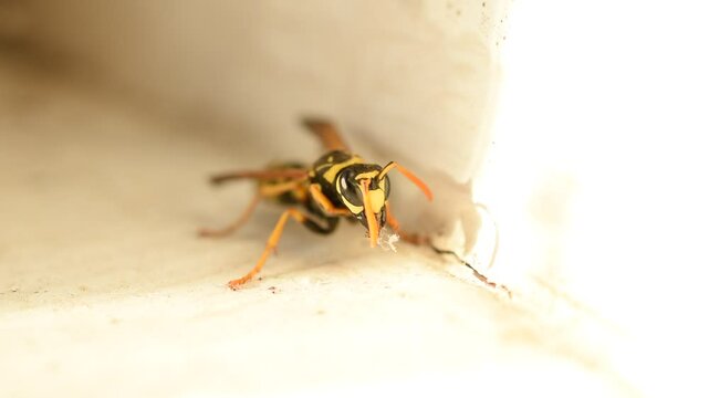 A close-up of a wasp with debris stuck to its mandibles. The wasp uses its paws to clear debris from its mandibles.
